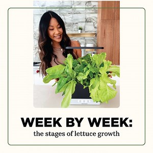 2K views · 41 reactions | Curious how long lettuce takes to grow in the AeroGarden? Let’s just say you’ll be eating homegrown salads after only a few weeks. Watch it grow  | AeroGarden | Facebook