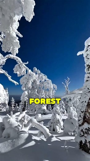 3 Forests So Dangerous That Entering Is Almost a Death Sentence 😱🌲