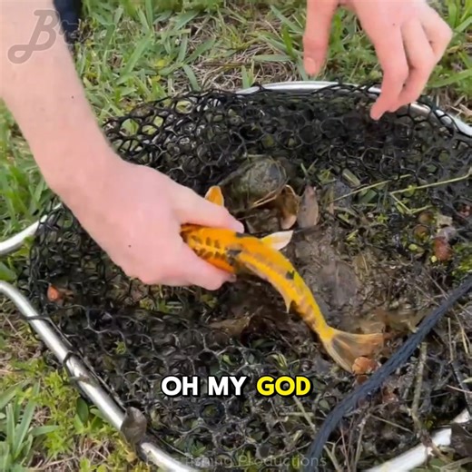 Highlights - I net in a small creek filled with exotic aquarium fish that have escaped captivity. After a recent flood, some koi were released into the wild, so I tried to catch them to save them! | Brigs Fishing Team