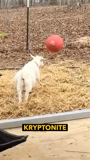 Ozzy Man Reviews on Instagram: "Here's me commentary on more goats doing goaty type things 🎙"