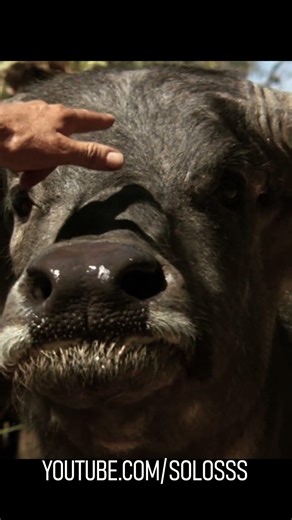 Just two fingers – and the buffalo is conquered! 😳🐃 | Crocodile Dundee #shorts #movie #rec #cinema