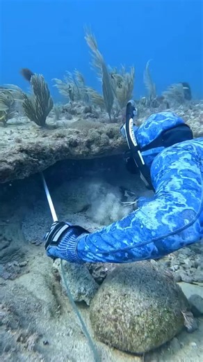 Exploring the Underwater World of Lobster and Octopus Diving