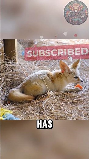 Fennec Fox | Desert Survivor with Giant Ears | Amazing Animal Facts