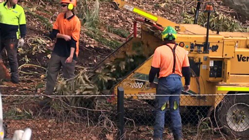 Hope for the future after removal of historic trees at Perth’s Kings Park