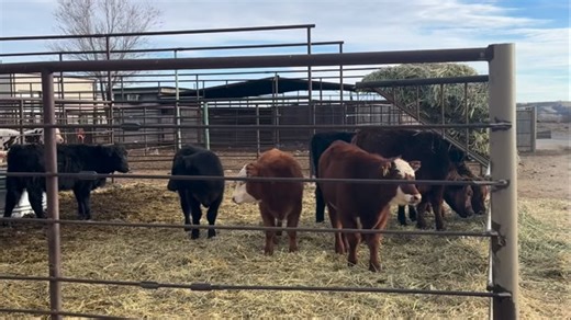 Sunday sneak peek! Yes, we are open for Presidents’ Day. Join us tomorrow at 11:00 AM for our weekly livestock sale. | Cow House Livestock Auction