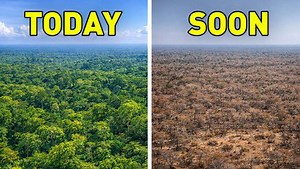 The Amazon is drying — and it could flip the planet’s carbon balance