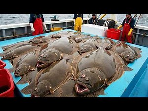 Unbelievable Giant Halibut Hunt in Alaska – How American Fishermen Caught Millions Using Longlines