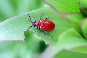 La liste des insectes rouges : espèces, habitat, risques