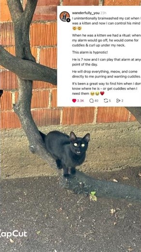 Teaching cat to meow on command