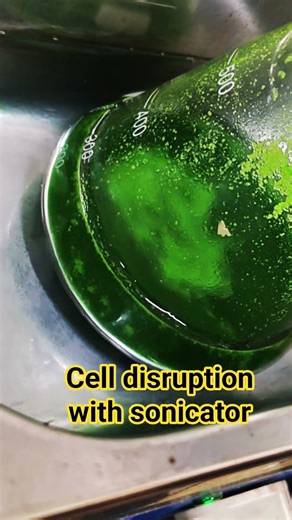 Mechanical cell disruption #sonicator #metabolites