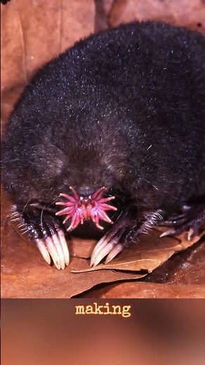 The Star-Nosed Mole: Nature's Unique Specialist