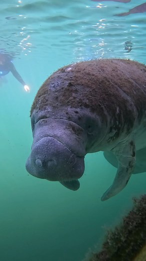 If snorkeling is something unknown to you, put your faith in your inwater guides!💙 Our Inwater Guides are trained to assist you in the water and teach you how to be comfortable snorkeling. When you follow their directions and guidelines, you will be set up for manatee success! 🤿 They’ll first introduce you to the Manatee Mannners video with a briefing and then continue to educate you on the boat ride out! You can ask them as many questions as you’d like, they’re a wealth of manatee knowledge!�
