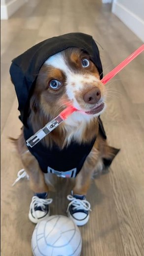 Star Wars Dog - Bark Vader