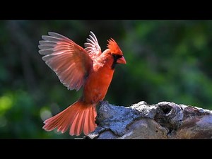 Chant du Cardinal Northern Cardinal - Sounds