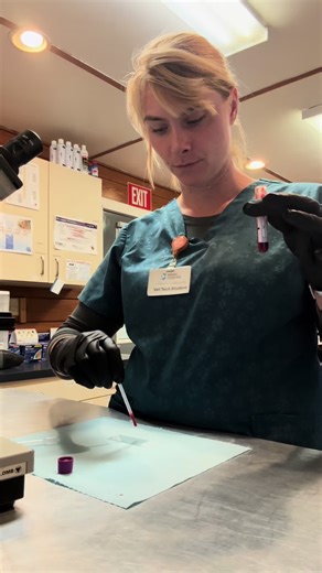 The saline agglutination test is a simple laboratory procedure used to detect the presence of antibodies that cause red blood cells (RBCs) to clump together (agglutinate). #vetmed #macroagglutination. #microagglutination #vettechlife