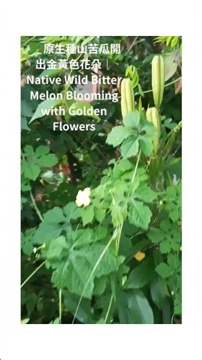 🥒 The Native Wild Bitter Melon is Blooming Yellow Flowers! A Look Forward to the Harvest