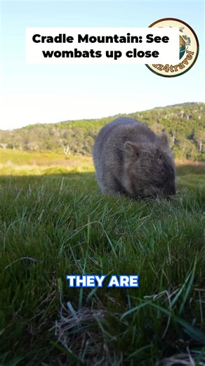 Explore Tasmania's Cradle Mountain: Wombat Adventures