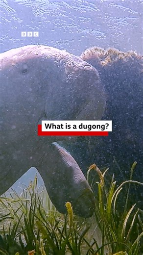 Have you heard of a dugong? They're also known as sea cows and are a large, shy marine mammal that feed on seagrass. They are found off the coast of 48 countries between East Africa and Vanuatu in Oceania. 🎧 Find out more about dugong life and why they're at risk of dying out around Thailand: https://youtu.be/tVIUvvl_xkY | BBC World Service