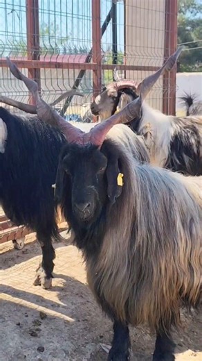 In the freezing mountains of Asia, this goat evolved a secret layer of wool to survive extreme cold—now it’s turned into pure luxury worldwide. #Cashmere #LuxurySecrets #NatureFacts | Pawtopia