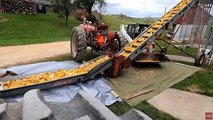 Gierok Farms -- Today is the first day of picking corn for the 2024 season! We have the 686 International powering the New Idea Corn Picker. While the 1650 Oliver tractor hauls loads and the Farmall M-TA runs the conveyer