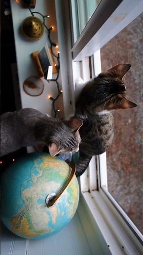 Tabby Cat Sounds from a Window View