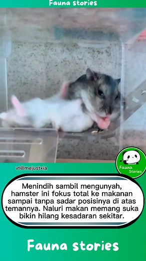 Menindih sambil mengunyah, hamster ini fokus total ke makanan sampai tanpa sadar posisinya di atas temannya. Naluri makan memang suka bikin hilang kesadaran sekitar. #faunastories #hamster #fblifestyle #animalworld #fyp | Fauna Stories