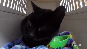 16K views · 409 reactions | Nichole brings in a stray cat for Dr. Lisa to assess for adoption. #DrPol | National Geographic Animals | Facebook