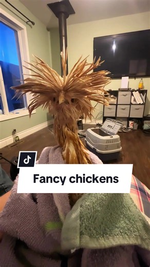 Discover the Strangest Chickens on Earth