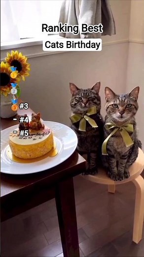 Ranking Top 5 funniest cat birthday moments 😺🤣 | #cat #funnycats #funnyanimals #shorts #viral