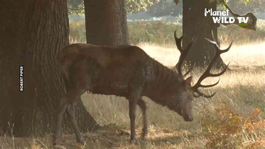 People get to close too deer during rutting season