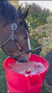 This is our kind of apple picking! 🍎 Tom’s bobbing for a bushel of apples at the Ranch! | Warm Springs Ranch