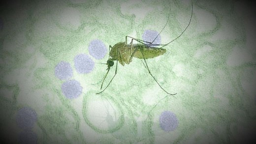 Genetically Modified Mosquito Study Sparks Debate in Florida