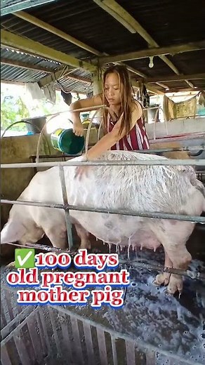 Complete Pig Farming Setup for Beginners: Shelter, Feeding & Care #PigFarming #FarmSetup #PigShelter