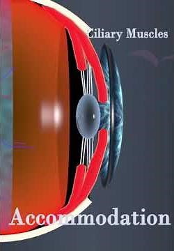 accommodation anatomy of Eye