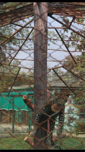 #Lic Single Premium Endowment Plan#life Insurance # short video for children and young age Jeetendra