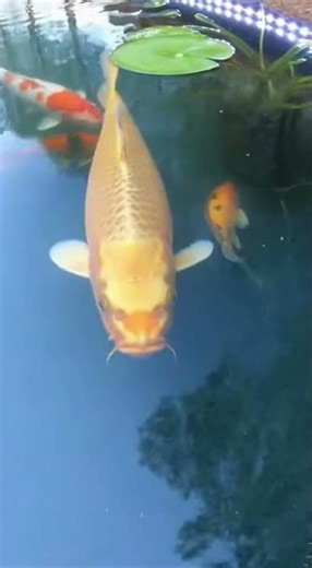 🌲🐟 Woodland Koi Pond Build – From Excavation to Glowing Oasis ✨