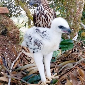 54K views · 1.1K reactions | Crested goshawk bird Feeding a small baby in a nest. | Review All Birds | Facebook