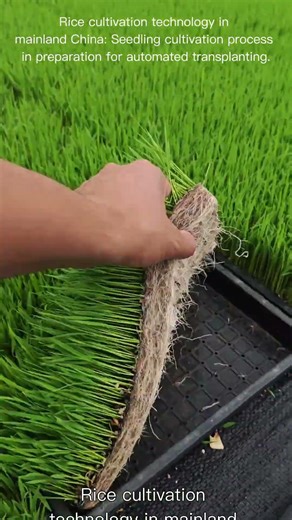 For automated transplanting and seedling cultivation