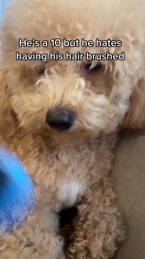 Poochon Love: Why He's Still a 10!