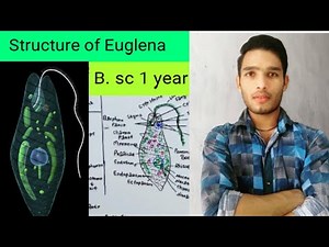 Structure of Euglena
