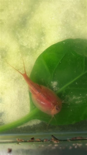 Caring for My Picky Eating Tadpole Shrimp