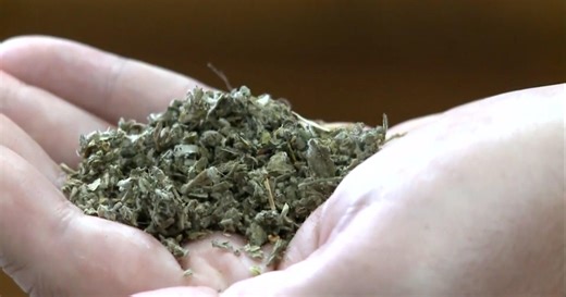 K2 synthetic marijuana, despite being illegal in New York, is not hard to find