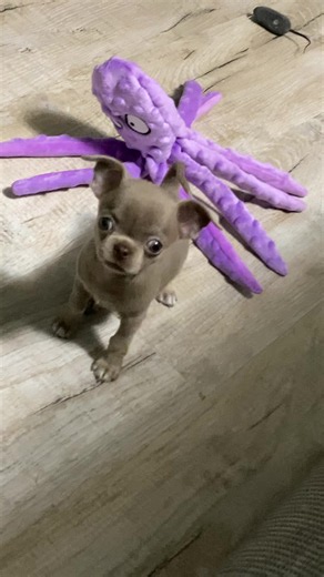 Николь 2 месяца… какая умница#чихуашка#чихуахуа | chihuahua dog