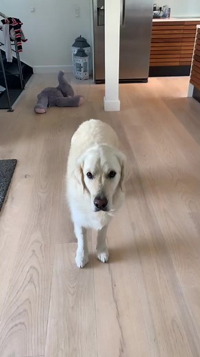Hubertthegoldenretriever on TikTok