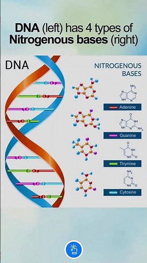 DNA Structure : Nitrogenous Bases...