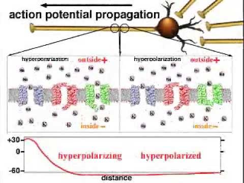 Action Potential Propagation
