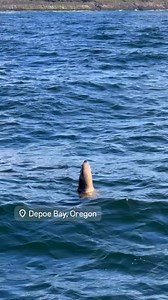 One loud Sea Lion headed to the bell buoy party where it’s a game of “not today” by the other Sea Lions that knock away any other Sea Lions already claiming their territory on the buoy #depoebayoregon #depoebay #oregon #oregoncoast | Discovering Depoe Bay Oregon
