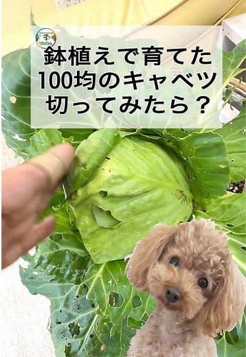 とんがりキャベツ（みさき）を100均の種で鉢植え栽培｜収穫と断面チェック