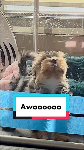 TikTok - Make Your Day