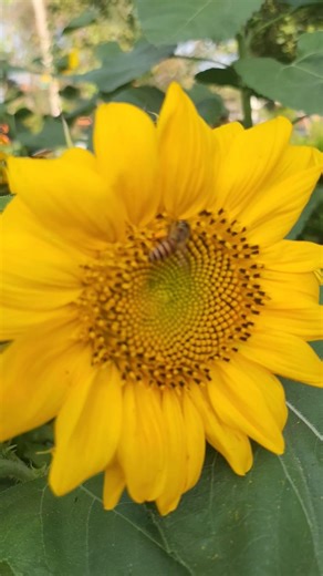 sunflowers🌻🌻 bloom#shots #explore #tranding #shortsfeed